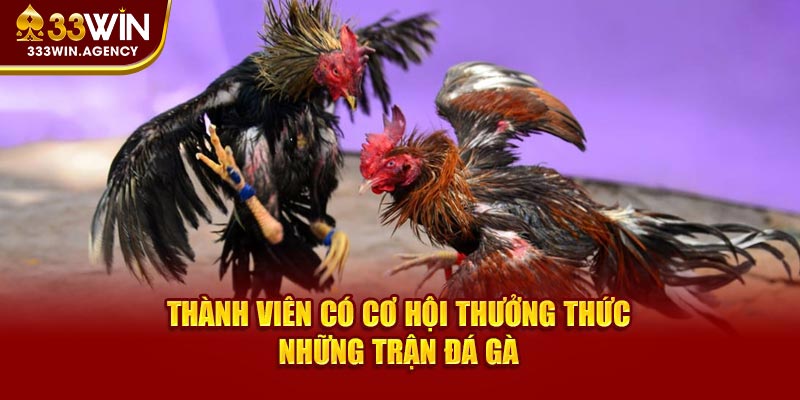 Thành viên có cơ hội thưởng thức những trận đá gà